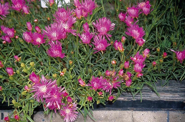 معرفی و راهنمای پرورش گیاهان زینتی فضای باز - گل شبنم سرخ / گل یخ کوچک